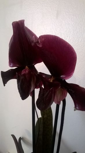 black jack - Orhidee Paphiopedilum iulie 2016