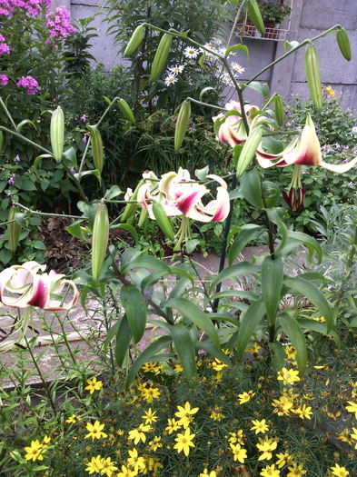 crini sheherezade - 01-Flori din curtea mea 2016