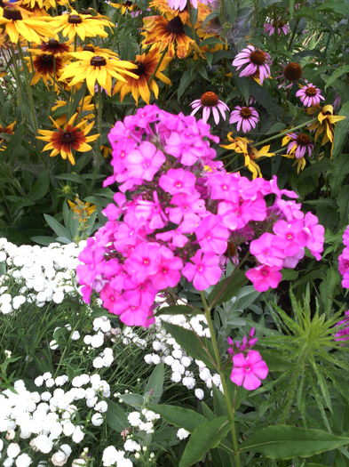 phlox - 01-Flori din curtea mea 2016