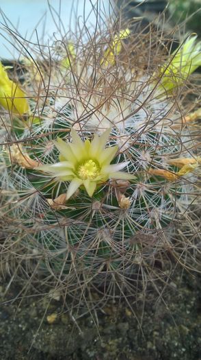 WP_20160710_13_58_36_Pro - cactusi infloriti 2016