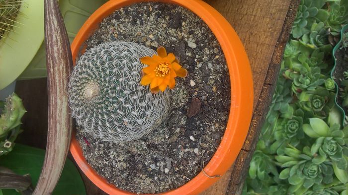WP_20160710_13_57_48_Pro - cactusi infloriti 2016