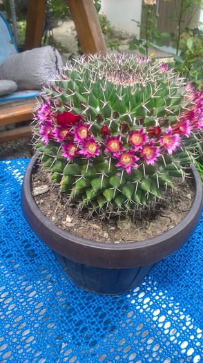 WP_20160704_14_52_06_Pro - cactusi infloriti 2016