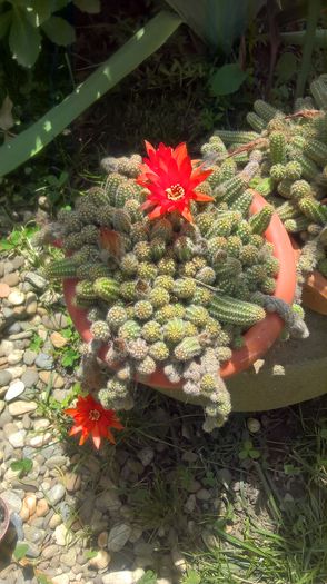 WP_20160622_14_17_43_Pro - cactusi infloriti 2016