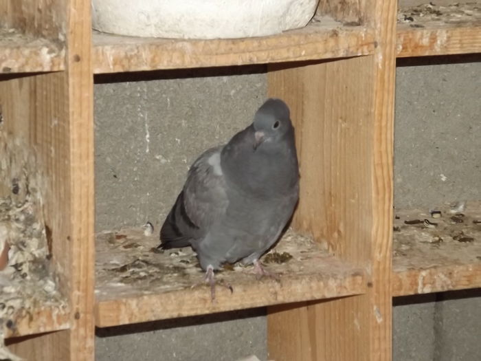 DSCF9949