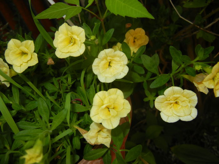 Calibrachoa Double Yellow (2016, Jul.02)