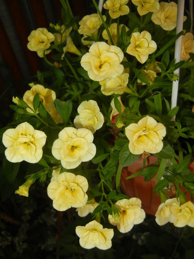 Calibrachoa Double Yellow (2016, Jul.02)