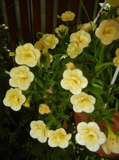 Calibrachoa Double Yellow (2016, Jul.06)