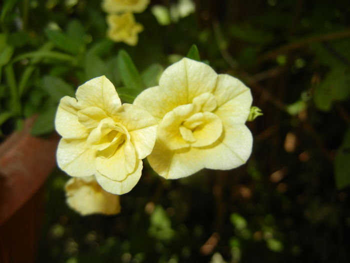 Calibrachoa Double Yellow (2016, Jul.06) - Calibrachoa Double Yellow