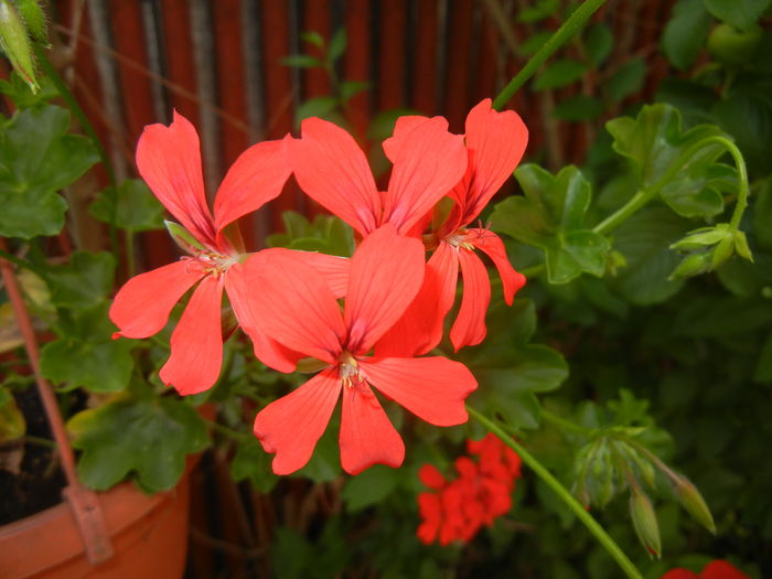 Mini Cascade Red (2016, June 10) - Ivy-geranium Mini Cascade Red