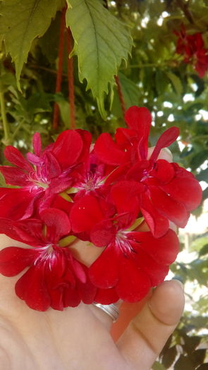 20160719_101706 - Muscate si alte plante