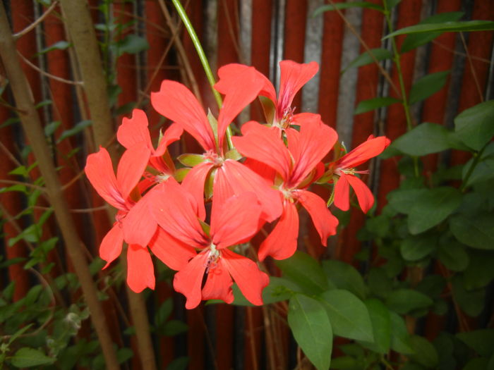 Mini Cascade Red (2016, June 10) - Ivy-geranium Mini Cascade Red