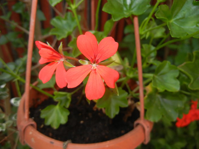 Mini Cascade Red (2016, June 10) - Ivy-geranium Mini Cascade Red