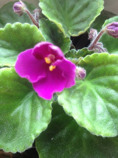 image - violete
