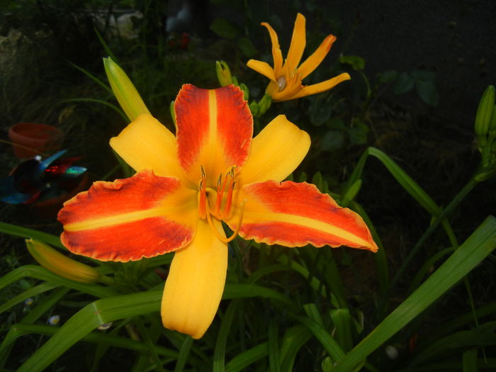 Hemerocallis Frans Hals (2016, July 04)