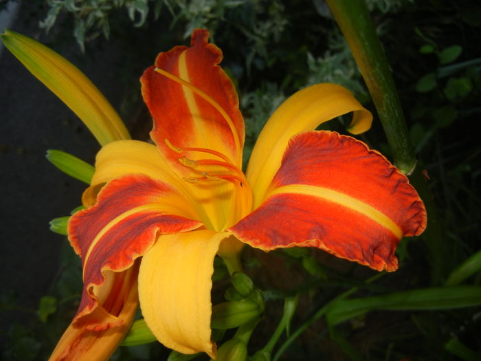 Hemerocallis Frans Hals (2016, July 04)