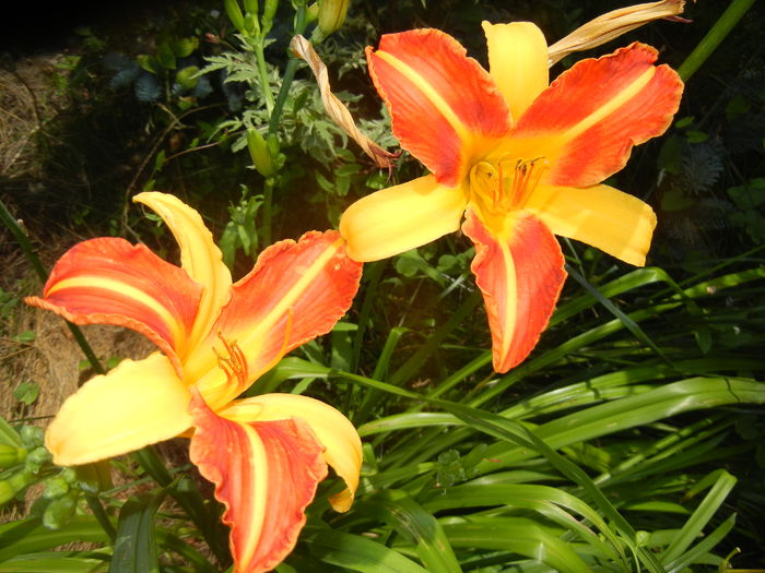 Hemerocallis Frans Hals (2016, July 06)