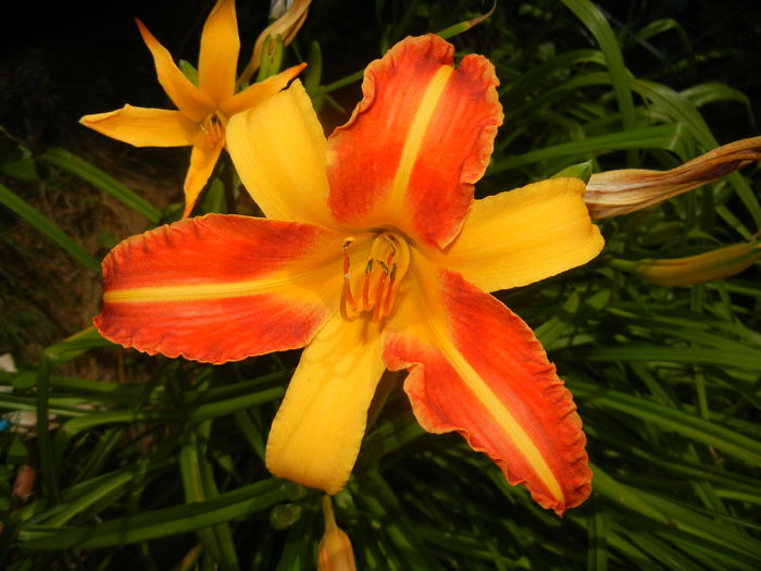 Hemerocallis Frans Hals (2016, July 06)