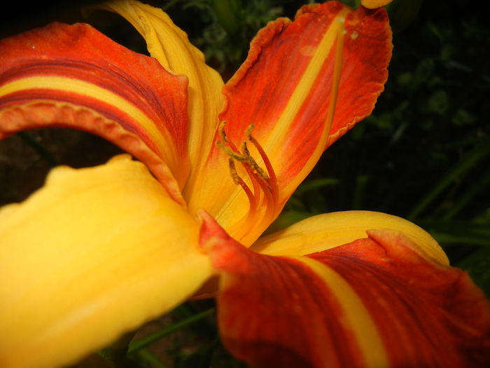 Hemerocallis Frans Hals (2016, July 06)