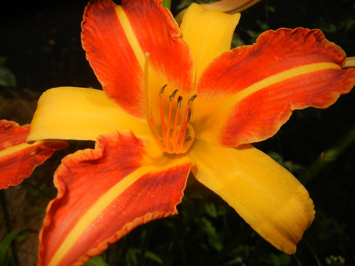 Hemerocallis Frans Hals (2016, July 06)