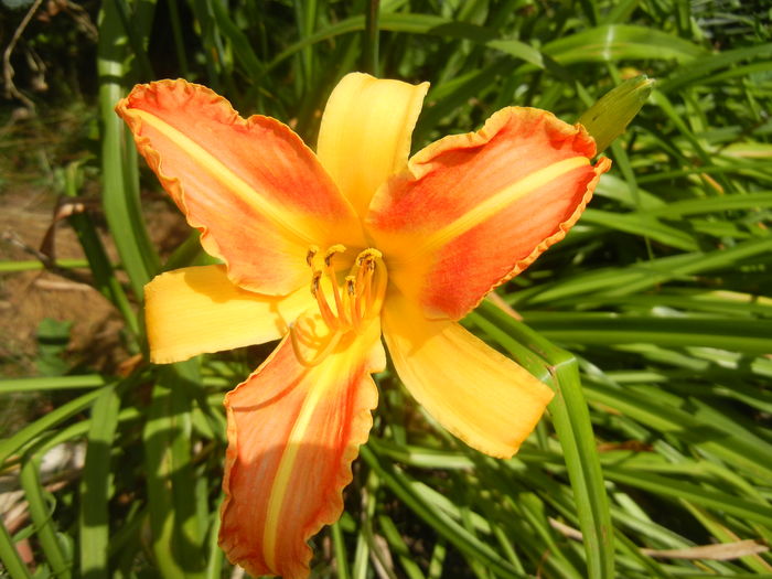 Hemerocallis Frans Hals (2016, July 14)