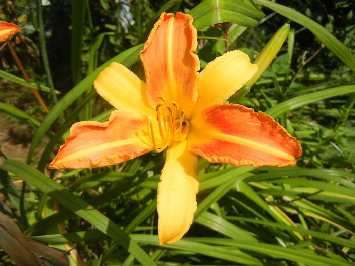 Hemerocallis Frans Hals (2016, July 14)