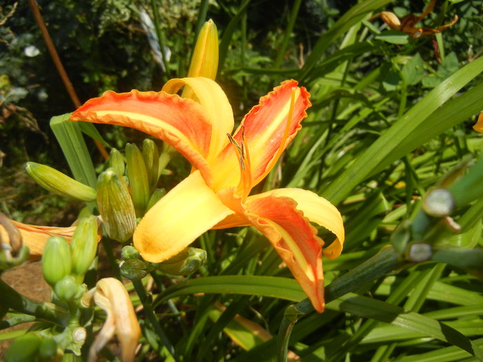 Hemerocallis Frans Hals (2016, July 14)