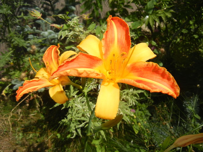 Hemerocallis Frans Hals (2016, July 14)