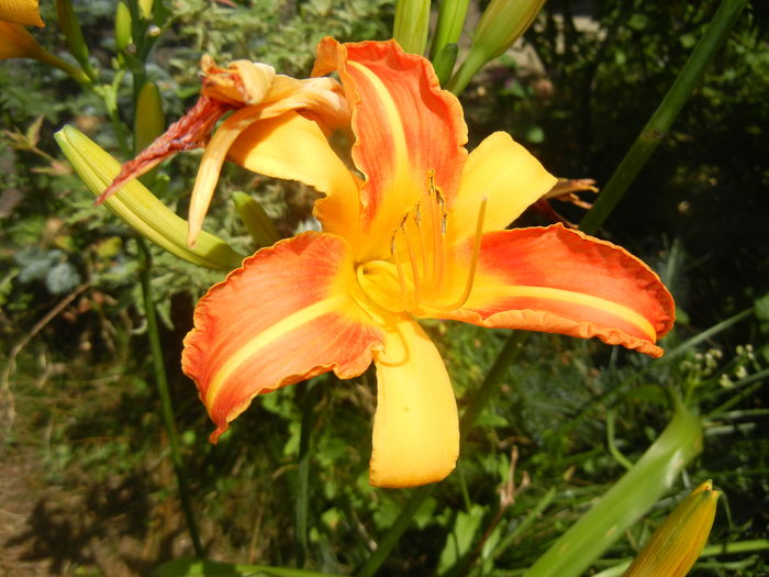 Hemerocallis Frans Hals (2016, July 14)