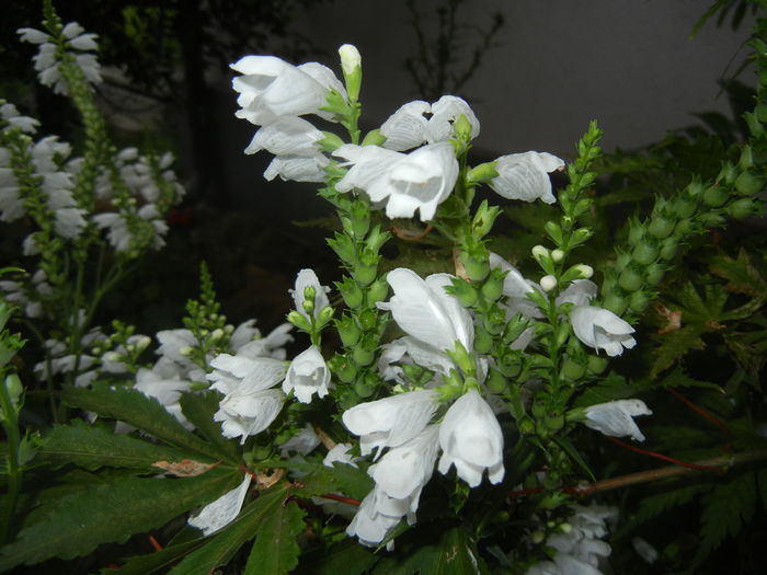 Physostegia virginiana Alba ('16,Jul.03)