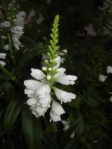 Physostegia virginiana Alba ('16,Jul.03)