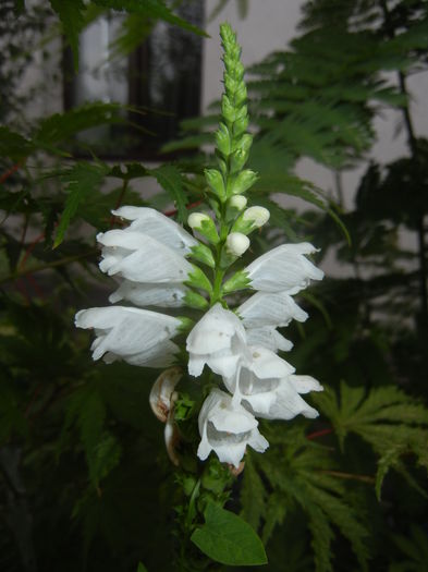 Physostegia virginiana Alba ('16,Jul.03) - PHYSOSTEGIA Virginiana Alba