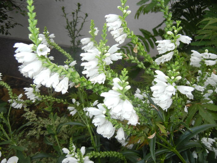 Physostegia virginiana Alba ('16,Jul.03) - PHYSOSTEGIA Virginiana Alba