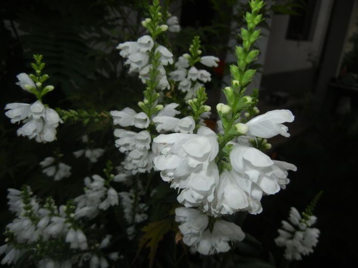 Physostegia virginiana Alba ('16,Jul.03) - PHYSOSTEGIA Virginiana Alba