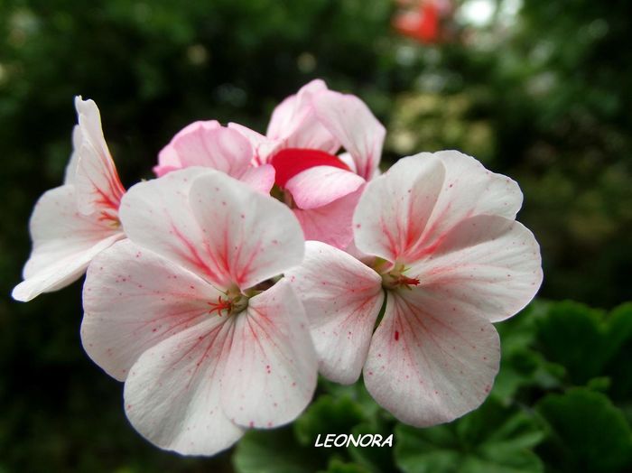 Leos strepen - Hibrizi pelargonium obtinuti de mine