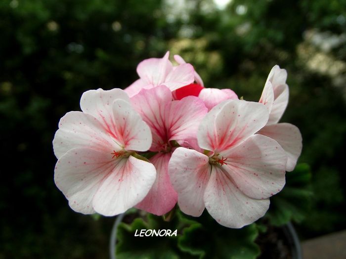 Leos strepen, - Hibrizi pelargonium obtinuti de mine