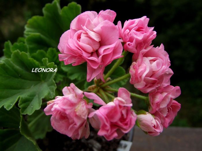 australian pink rosebud. - muscate diverse
