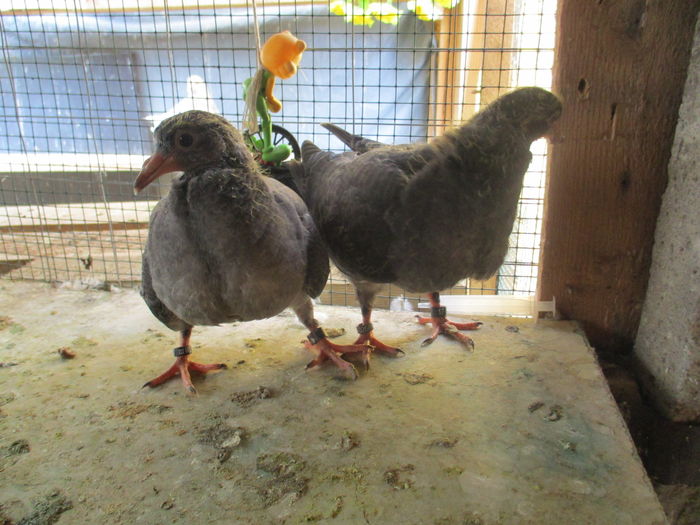 F din per 4 - PUI TEXAN 2016 - parte din ei DE VANZARE