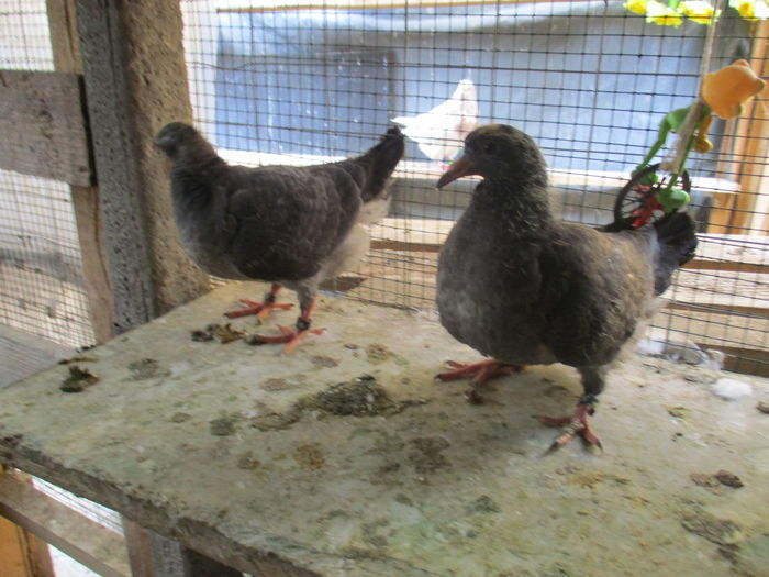 aceleasi F din per 4