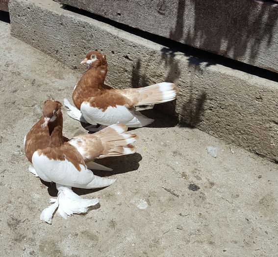 Pereche Wolga2016 Galben.Madalinux jud.Constanta