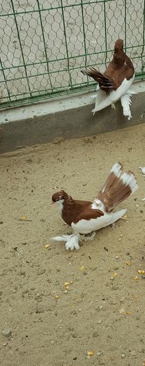 Pereche Wolga2016 ROŞU Madalinux jud Constanta - 8___-PERSOANE CU CARE AM COLABORAT- VANZARI