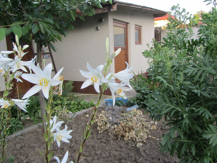 lilium candidum