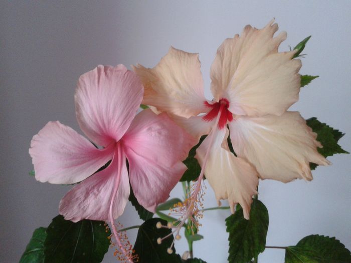 20160719_124601 - Hibiscus