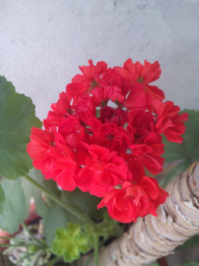 IMG_20160719_141824 - Muscatele mele frumoase 2016