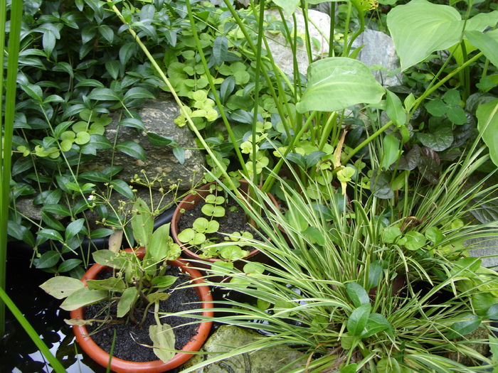 plante acvatice - gradina