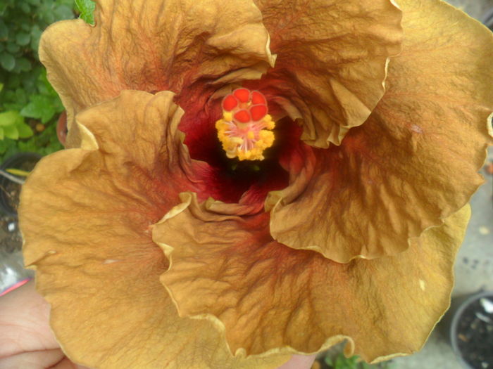 006 - hibiscusi 2016-3