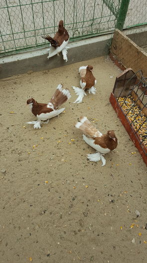 Perechi Woga2016 Madalinux.Jud.Constanta