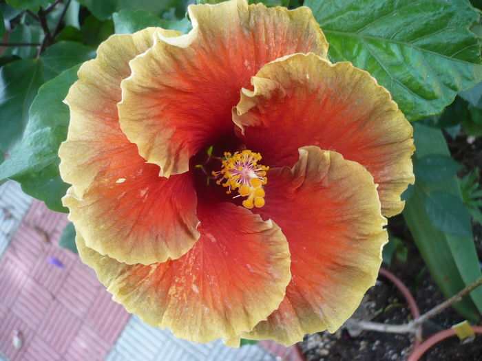 P1280371 - HIBISCUSI 2016-4