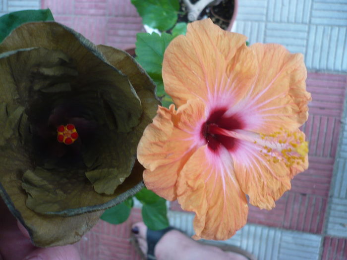 P1280376 - HIBISCUSI 2016-4