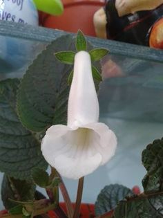 13689514_880133182091802_185278542_n