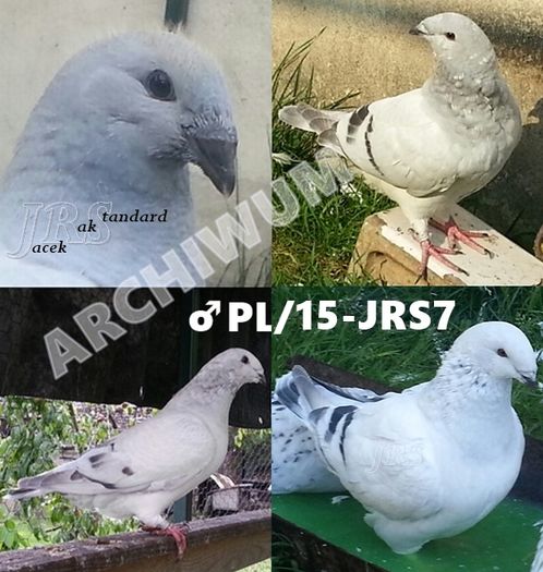 M.15-JRS7; M.12-U71(ARHIVA) +  F.14-JRS10(ARHIVA) =&gt; M.15-JRS7
